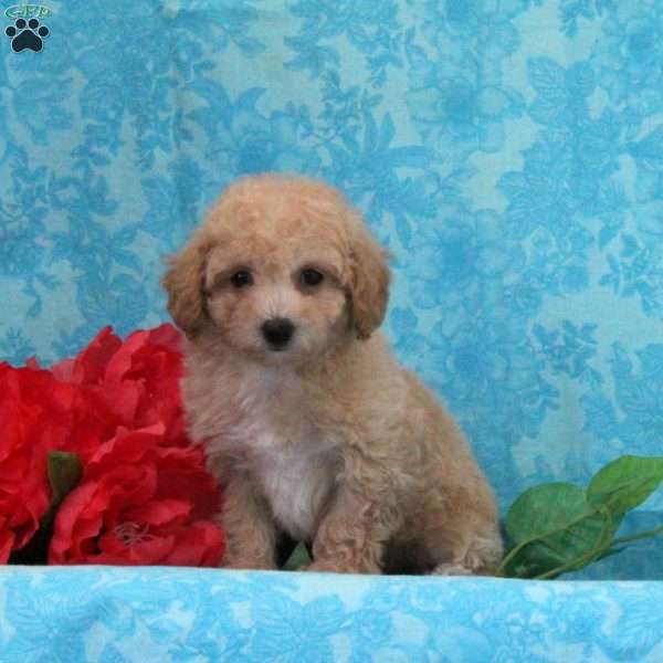 Apple, Maltipoo Puppy
